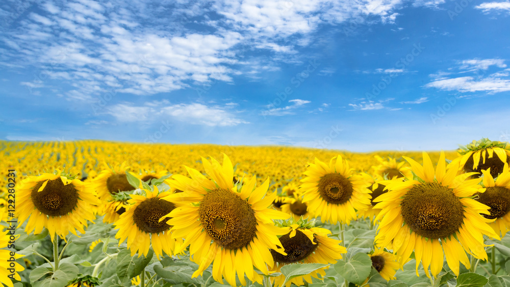 Fototapeta premium sunflower