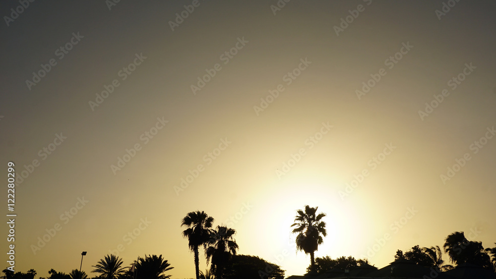 palmtree in sunset