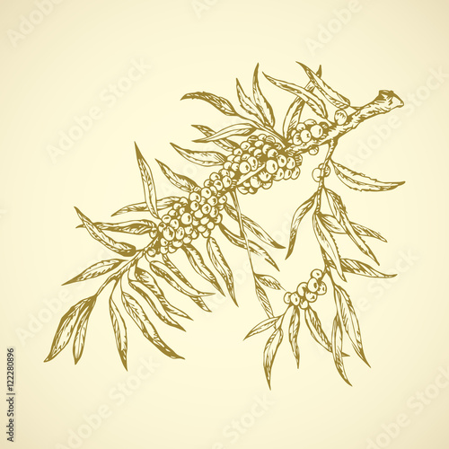 Fototapeta Naklejka Na Ścianę i Meble -  Sea buckthorn. Vector drawing