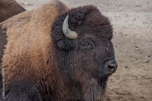 Wallpaper Mural Bison Torontodigital.ca