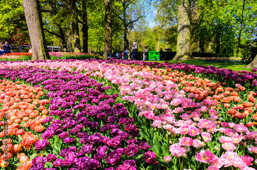 Blooming flowers in Keukenhof park in Netherlands, Europe.