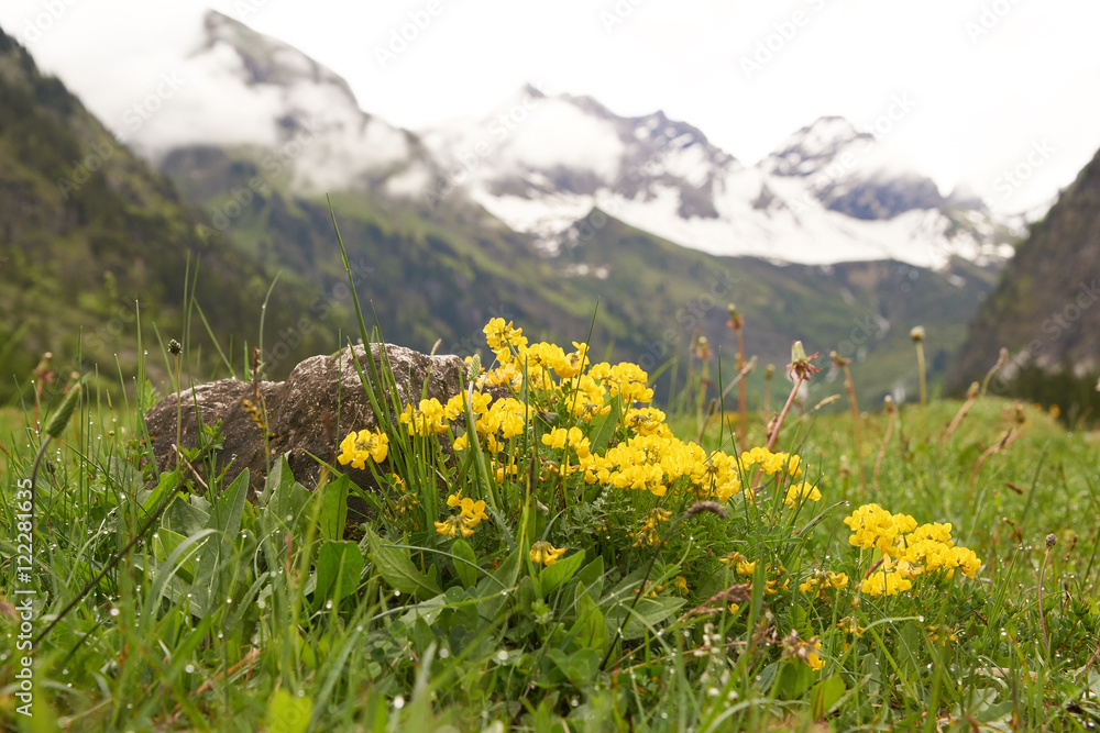 Blumen im Allgäuer Bergsommer