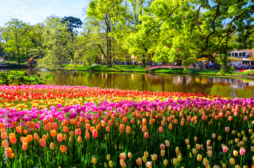 Canvastavla Blooming flowers in Keukenhof park in Netherlands, Europe.