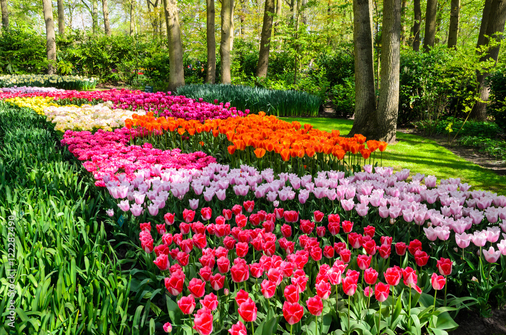 Blooming flowers in Keukenhof park in Netherlands, Europe. Blooming flowers in Keukenhof park in Netherlands, Europe.