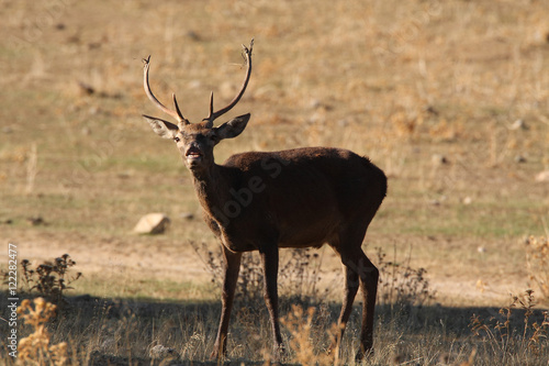 Flehmen response in a young stag or young red deer   Iberian pen