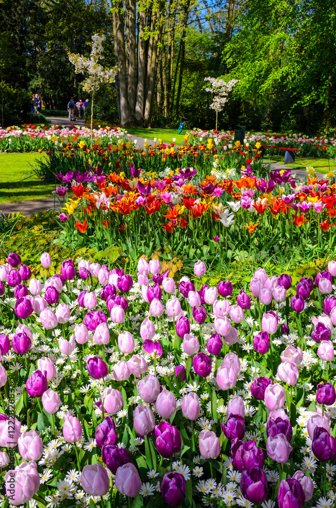 Blooming flowers in Keukenhof park in Netherlands, Europe. Blooming flowers in Keukenhof park in Netherlands, Europe.