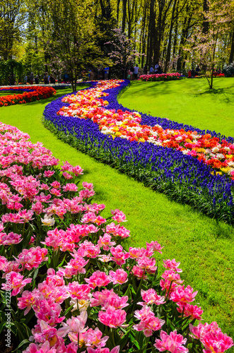 Blooming flowers in Keukenhof park in Netherlands, Europe.