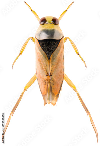 The Common Backswimmer Notonecta glauca or greater water boatman isolated on white background, dorsal view of insect. photo