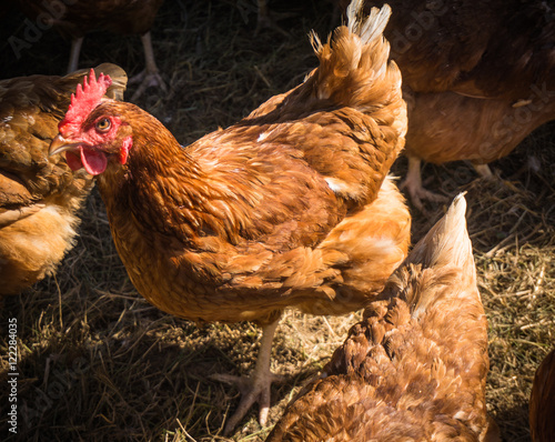 hen in the chicken yard 