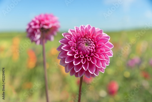 rosa Dahlienbl  te am Feld  blauer Himmel