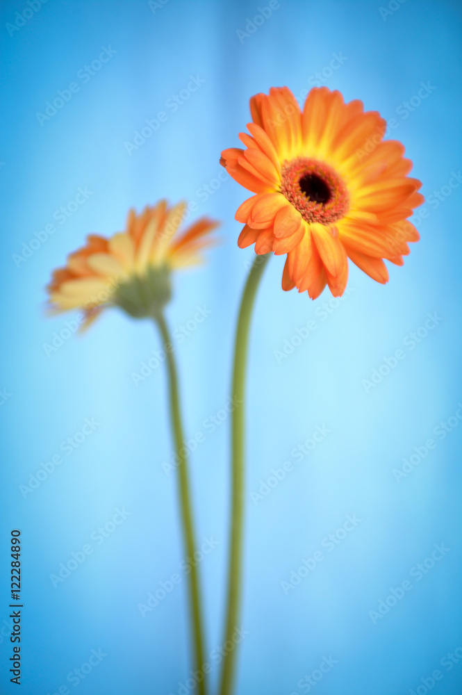 Gerber Daisy Gerber Daisy