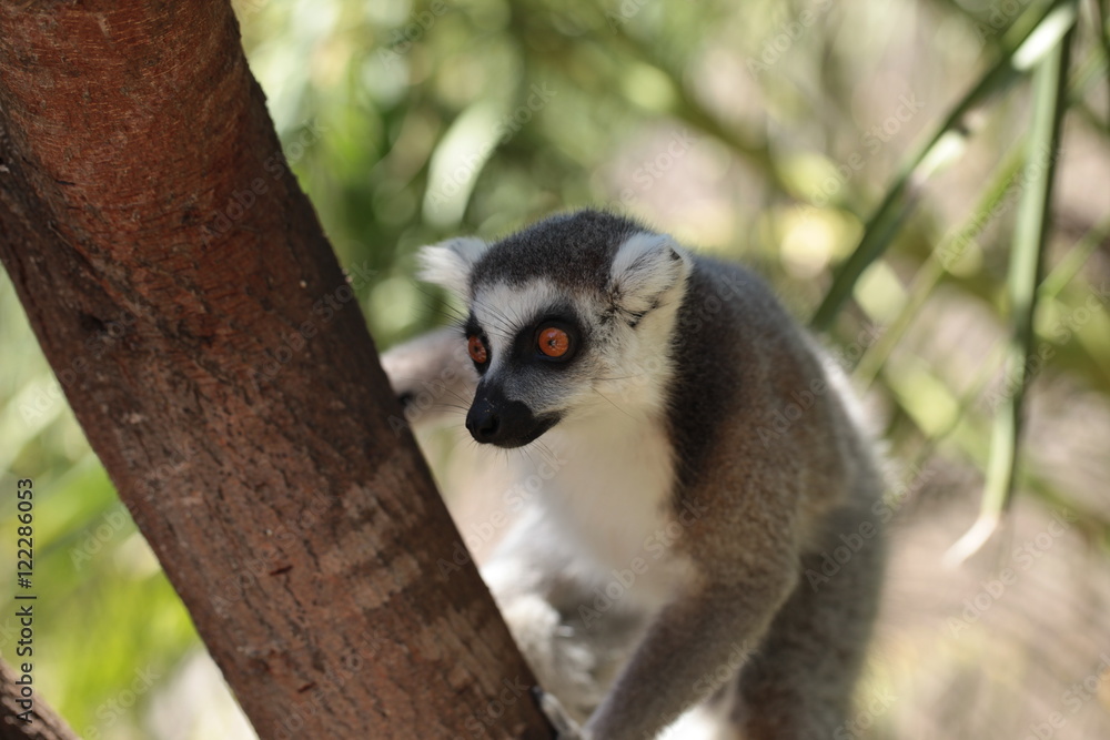 Obraz premium small suprised galago sitting on a branch