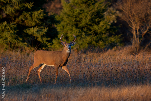 White-tailed deer buck in the early morning light in autumn in Ottawa, Canada