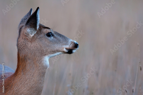 White-tailed deer peers out over a frosty meadow in Canada