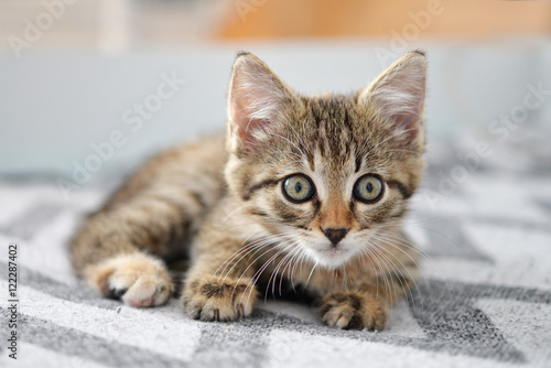 Cute little kitten © tashka2000