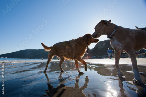 Photography Water dogs