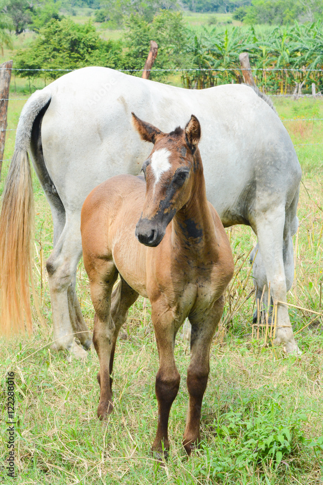 horse horse
