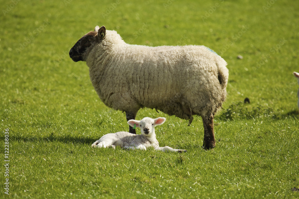Adult Sheep With Lamb, Dublin County, Dublin, Ireland Adult Sheep With Lamb, Dublin County, Dublin, Ireland