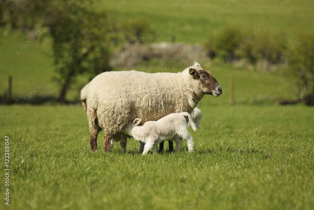 Lamb Nursing From Mother Sheep, Dublin County, Dublin, Ireland Lamb Nursing From Mother Sheep, Dublin County, Dublin, Ireland