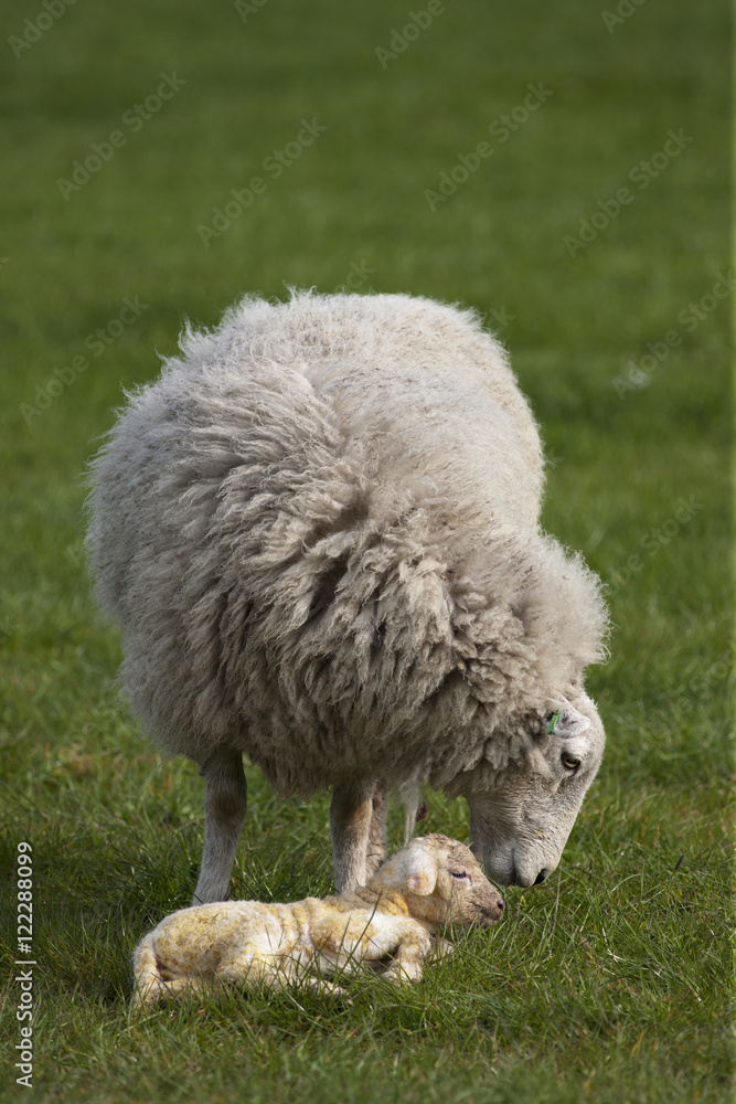 A Sheep With Her Lamb, Northumberland, England A Sheep With Her Lamb, Northumberland, England