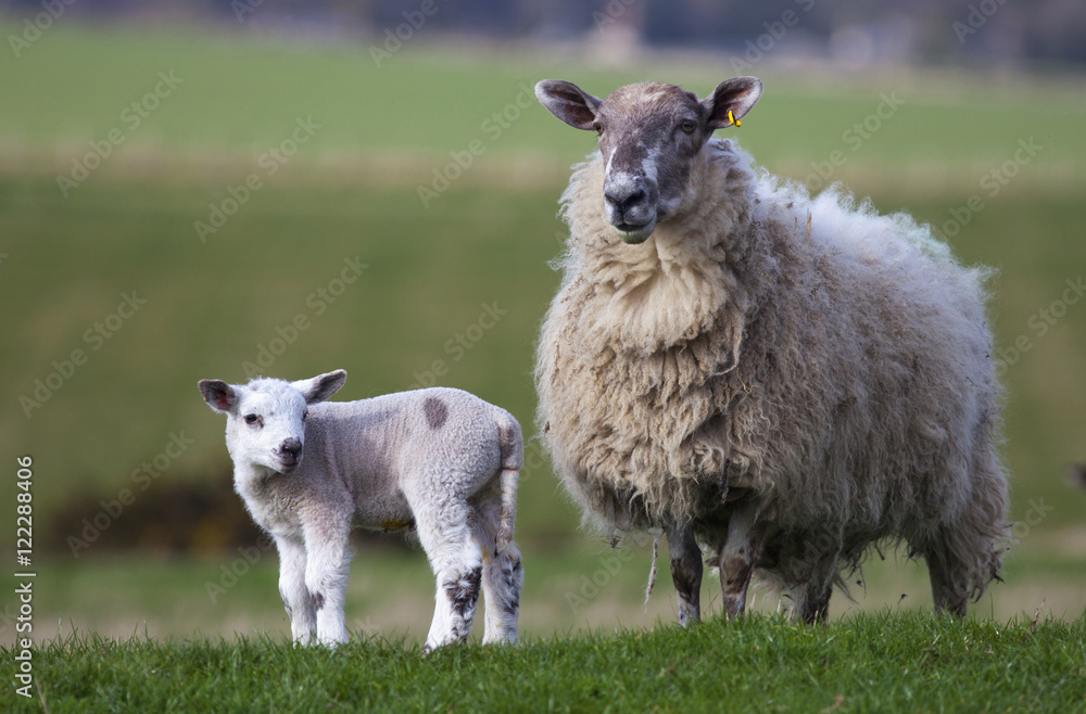 A Sheep And Lamb Standing On Grass, Northumberland, England A Sheep And Lamb Standing On Grass, Northumberland, England