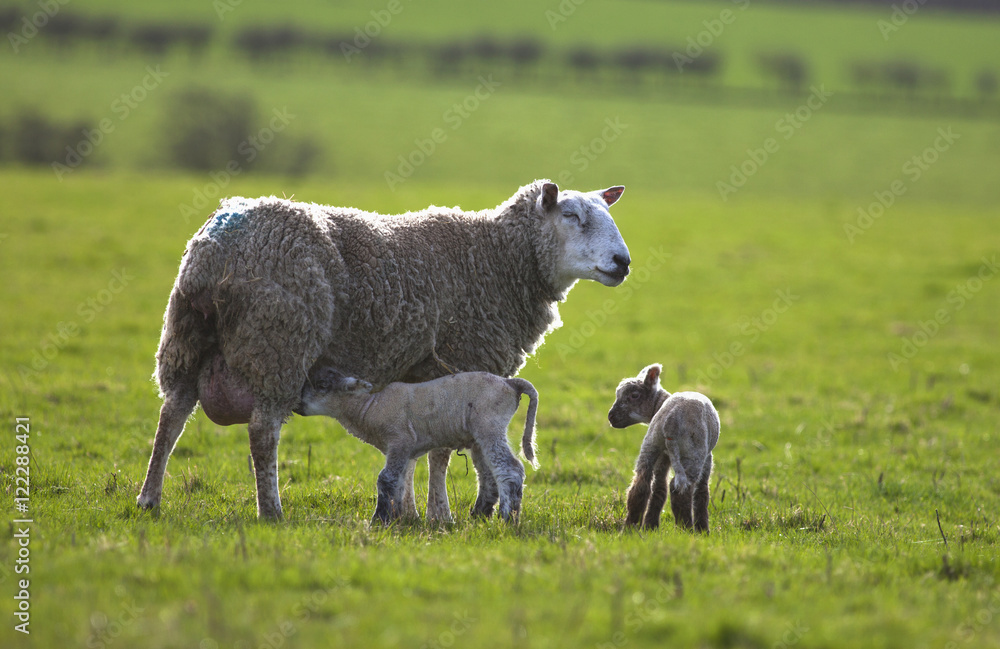 Two Lambs And A Sheep One Lamb Nursing, Northumberland, England Two Lambs And A Sheep One Lamb Nursing, Northumberland, England