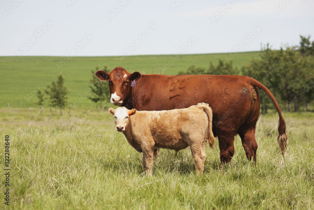 A mother cow and calf in a field with rolling hills in the background and hazy blue sky east of airdrie,Alberta canada A mother cow and calf in a field with rolling hills in the background and hazy blue sky east of airdrie,Alberta canada