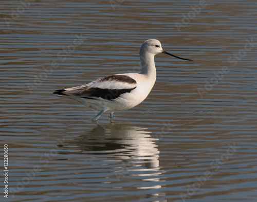 Avocet in winter plumage