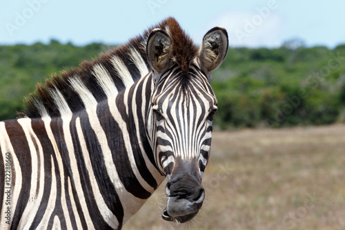 Zebra Not Happy