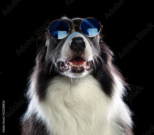 Beatiful border collie dog with blue sunglasses © Leigh Prather