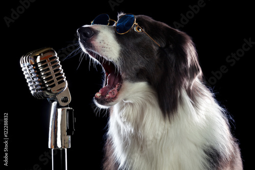 Fototapeta Beatiful border collie dog singing into a microphone