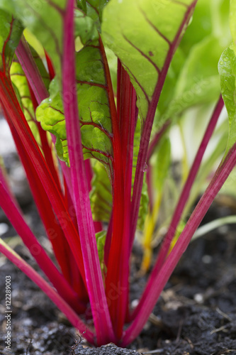 Close up of red stemmed Swiss Chard in soil, Calgary, Alberta, Canada