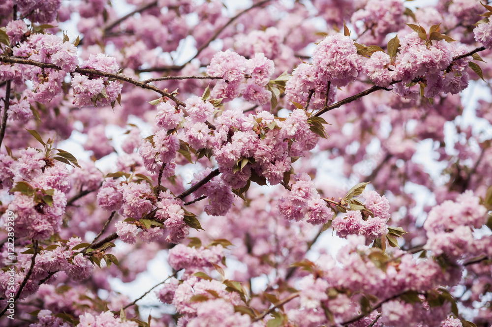 Close up of pink blossoms on tree branches in Baltimore County, Baltimore, Maryland, United States of America Close up of pink blossoms on tree branches in Baltimore County, Baltimore, Maryland, United States of America