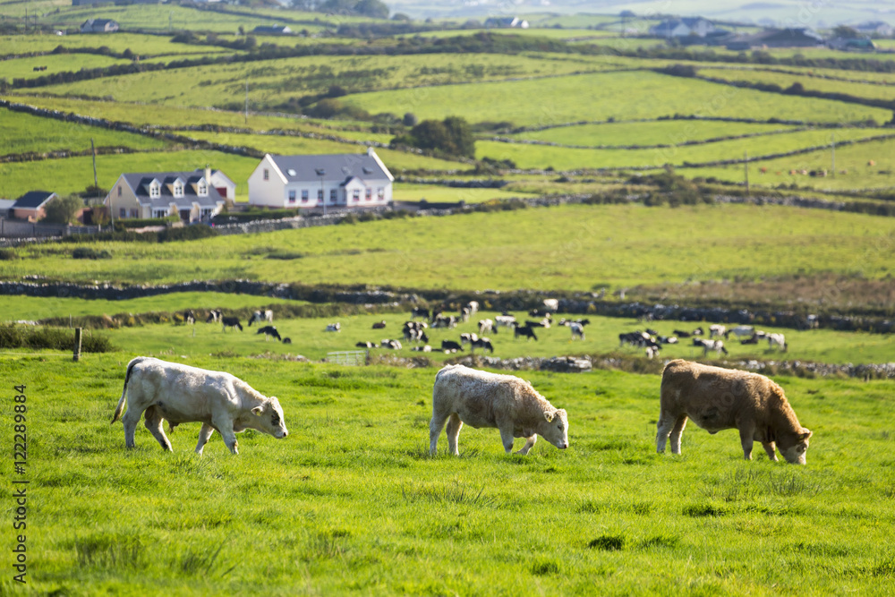 Three cows grazing in grassy field with a heard of cattle in the background and grassy hilly fields, County Clare, Ireland Three cows grazing in grassy field with a heard of cattle in the background and grassy hilly fields, County Clare, Ireland