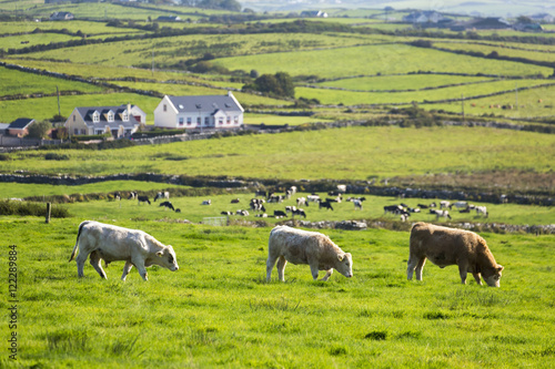 Three cows grazing in grassy field with a heard of cattle in the background and grassy hilly fields, County Clare, Ireland