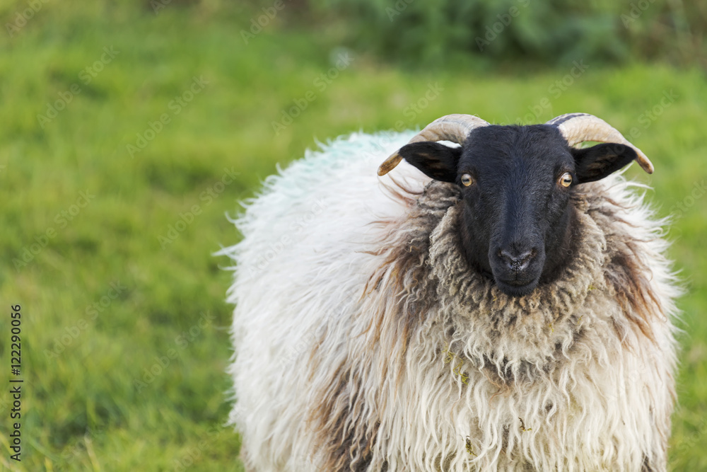 Close up of a sheep in a grass field, County Galway, Ireland Close up of a sheep in a grass field, County Galway, Ireland