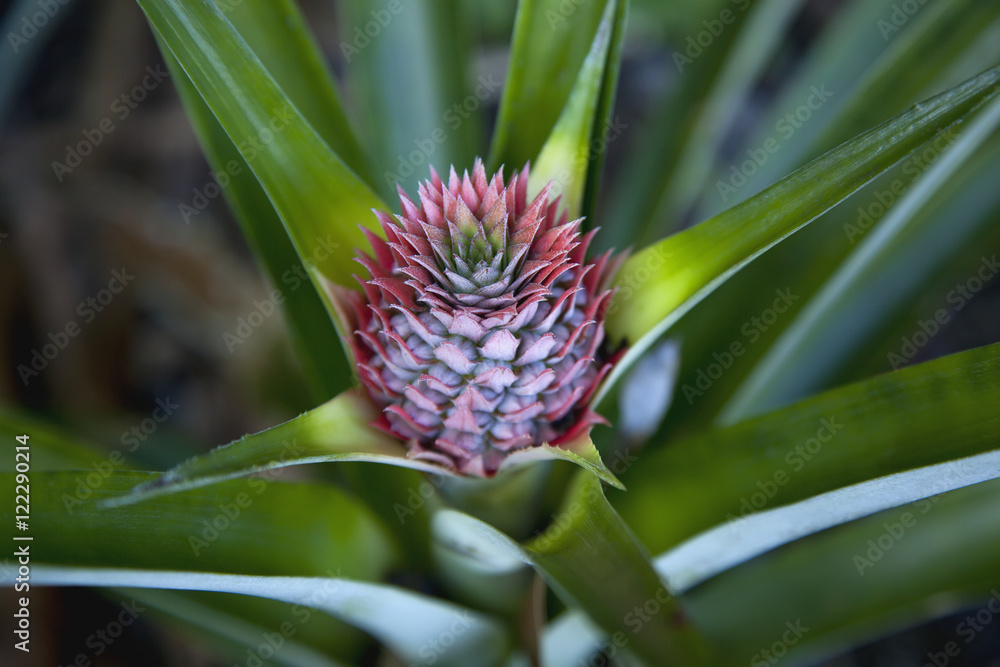 Close up view of pineapple bud as seen in a home garden, near Hilo, Island of Hawaii, Hawaii, United States of America Close up view of pineapple bud as seen in a home garden, near Hilo, Island of Hawaii, Hawaii, United States of America