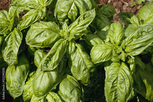 Close up view of Genovese Basil plants, an Italian strain that's best for pesto, these plants growing in a garden at Maui Tropical Plantation, Waikapu, Maui, Hawaii, United States of America photo