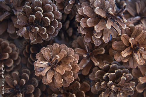 Brown pine tree cones close up