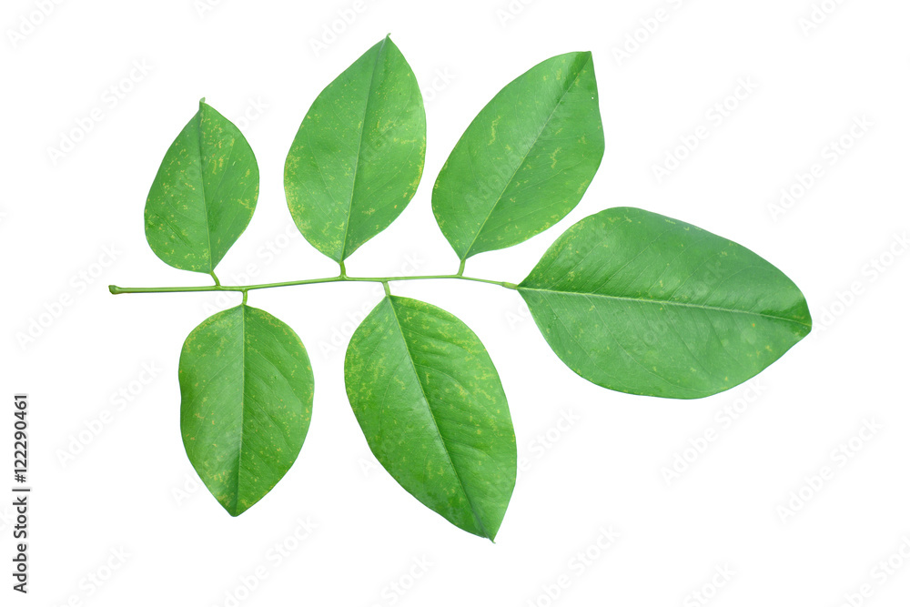 Burma padauk leaf isolated on white background,Pterocarpus macrocarpus