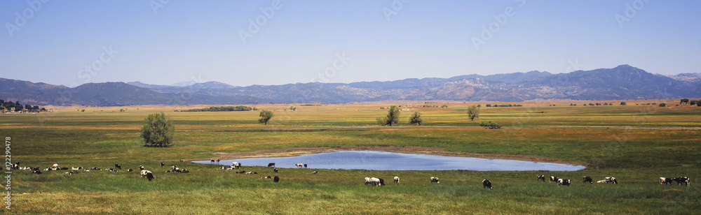 A herd of Holstein cattle graze and drink around Lake Henshaw, with meadows and mountains in the background, California, United States of America A herd of Holstein cattle graze and drink around Lake Henshaw, with meadows and mountains in the background, California, United States of America