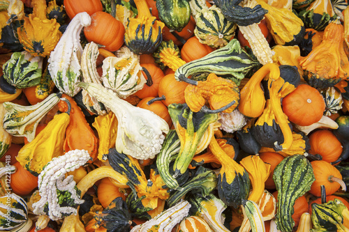 Large pile of ornamental squash and small pumpkins, Elkton, Maryland, United States of America photo