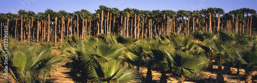Young, small California Fan Palms in the foreground with mature tall ones beyond on a tree farm in the Coachella Valley, Oasis, California, United States of America
