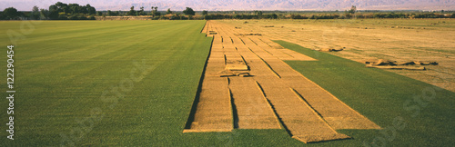 Partially cut sod field in the spring on a sod farm in California's Coachella Valley, Oasis, California, United States of America photo