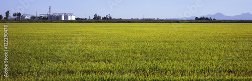 A field of young rice is seen in early fall with grain elevators, mountains and blue sky in the background, Central Valley, Maxwell, California, United States of America photo