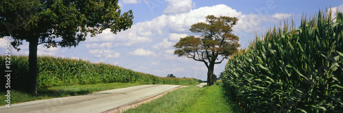 A country road runs between two field of maturing, tasseled corn, near Xenia, Ohio, United States of America