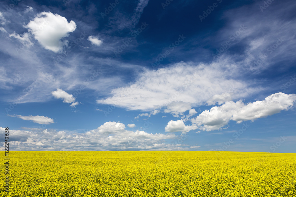 Flowering canola field with clouds and blue sky, Alberta, Canada Flowering canola field with clouds and blue sky, Alberta, Canada