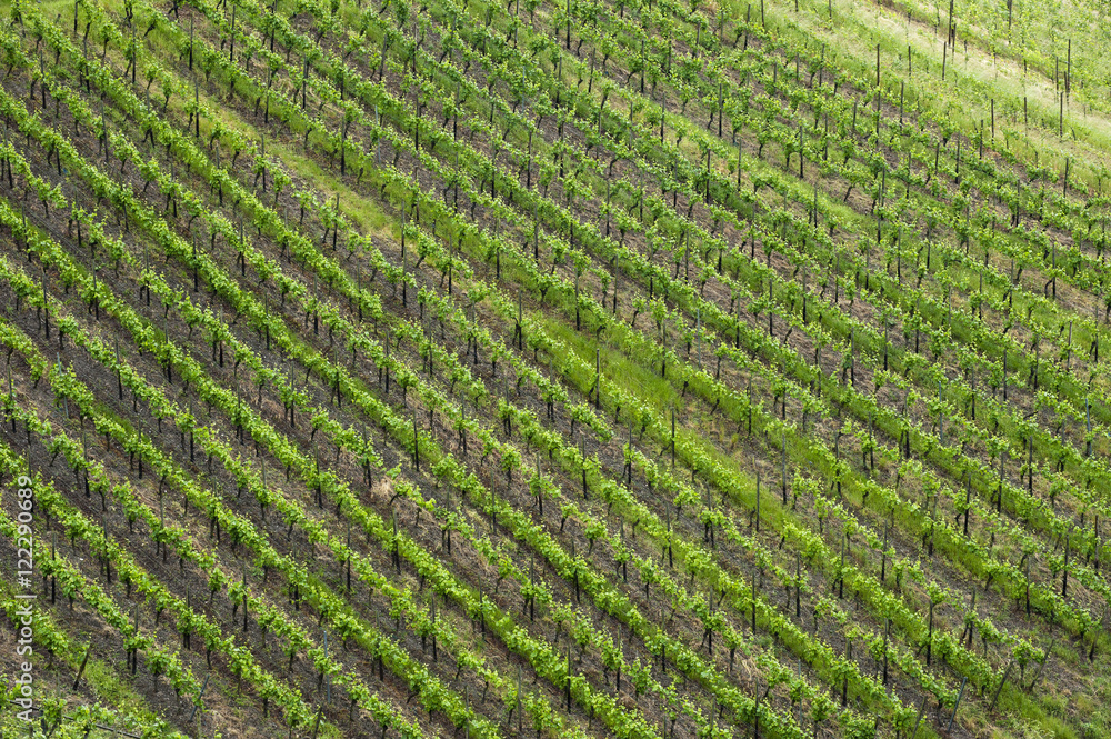 Rhine Valley grape vineyard in springtime, Germany Rhine Valley grape vineyard in springtime, Germany
