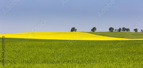 A flowering canola field framed by green fields with trees and blue sky, Acme, Alberta, Canada photo