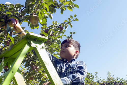 Young boy picking apples in an apple orchard, Quebec, Canada photo